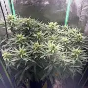 Mimosa Monster Cropping SCROG