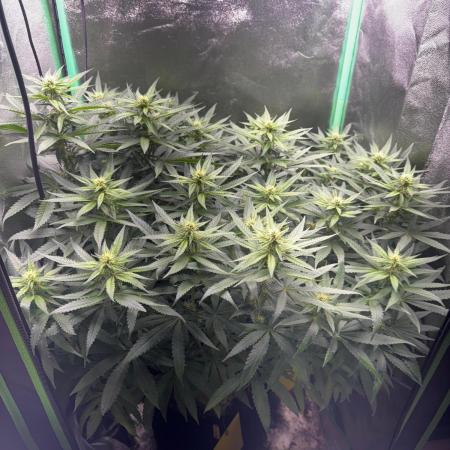 Mimosa Monster Cropping SCROG