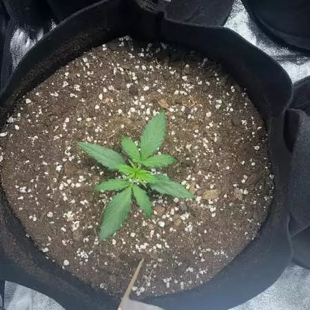 Purple Punch! HLG 260 - Barney's Farm
