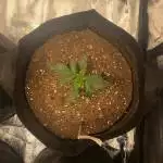 Zkittlez OG! HLG 260 - Barney's Farm