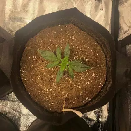 Zkittlez OG! HLG 260 - Barney's Farm