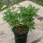 64 Cola Mainline Try | Hawaiian Genetics