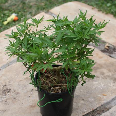 64 Cola Mainline Try | Hawaiian Genetics