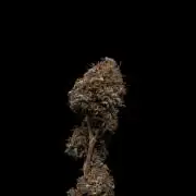 Island seeds in the Mainland