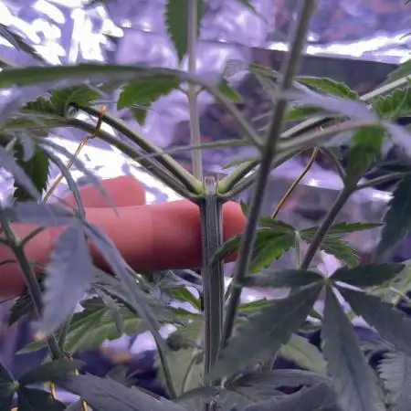 Is it a Boy or Girl? (mystery seed)