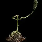 “Bonsai” Attempts #1