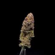 Is it a Boy or Girl? (bagseed)