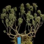 64 Cola Bonsai | Hawaiian Genetics