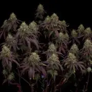 Impulse Purchase | Dispensary Clone