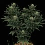 Dad’s Grow (“grow this for me son” LOL)