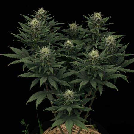 Dad’s Grow (“grow this for me son” LOL)
