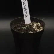 Slaytona 5000 | Swamp Boys ‘26 Drop