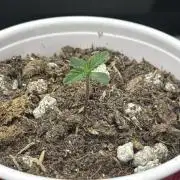 Island seeds in the Mainland (2)