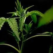 Is it a Boy or Girl? (mystery seed)