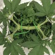 16 Cola Mainline Try | Hawaiian Genetics