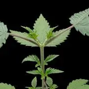 Island seeds in the Mainland