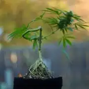 “Bonsai” Attempts #1