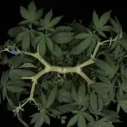 64 Cola Mainline Try | Hawaiian Genetics