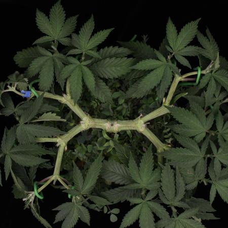 64 Cola Mainline Try | Hawaiian Genetics