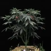 Dad’s Grow (“grow this for me son” LOL)