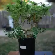 64 Cola Mainline Try | Hawaiian Genetics