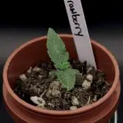 Hawaiian Bred Fire!!!