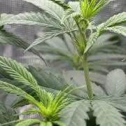 My First Seed to Harvest | Budget build