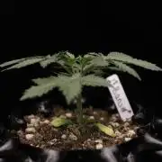 Dad’s Grow (“grow this for me son” LOL)