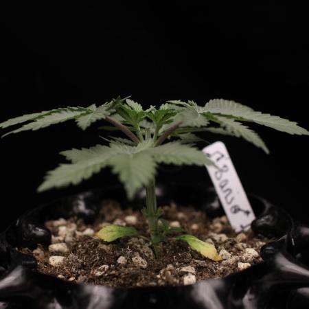 Dad’s Grow (“grow this for me son” LOL)