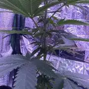 Island seeds in the Mainland