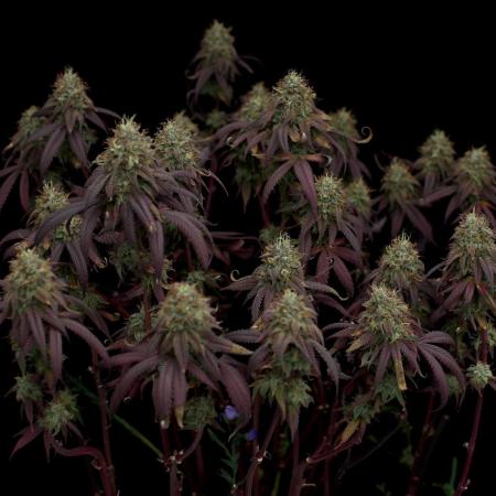 Impulse Purchase | Dispensary Clone