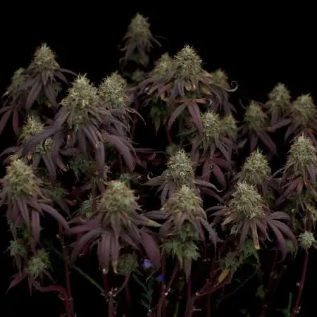 Impulse Purchase | Dispensary Clone