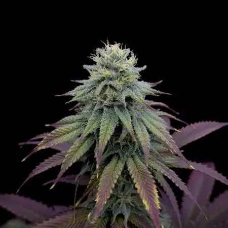 Is it a Boy or Girl? (bagseed)