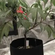 Impulse Purchase (clone)