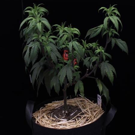 Impulse Purchase (clone)