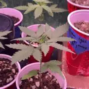 Island seeds in the Mainland