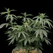 Hawaiian Bred Fire!!!