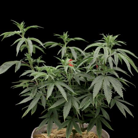 Hawaiian Bred Fire!!!
