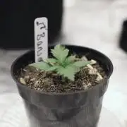 Dad’s Grow (“grow this for me son” LOL)