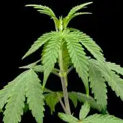 Is it a Boy or Girl? (mystery seed)