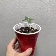 Island seeds in the Mainland (1)