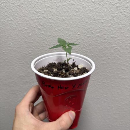 Island seeds in the Mainland (1)