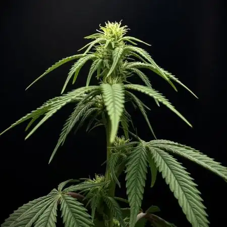Is it a Boy or Girl? (mystery seed)