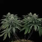 Hawaiian Bred Fire!!!