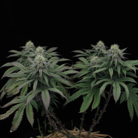 Hawaiian Bred Fire!!!
