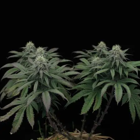 Hawaiian Bred Fire!!!