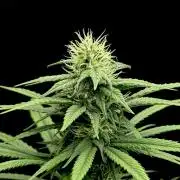 My First Seed to Harvest | Budget build