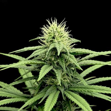 My First Seed to Harvest | Budget build