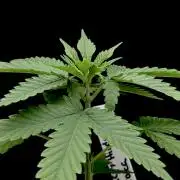 Island seeds in the Mainland