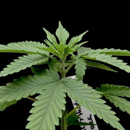 Island seeds in the Mainland